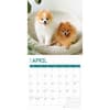 image Pomeranian Puppies 2025 Wall Calendar Second Alternate Image width="1000" height="1000"