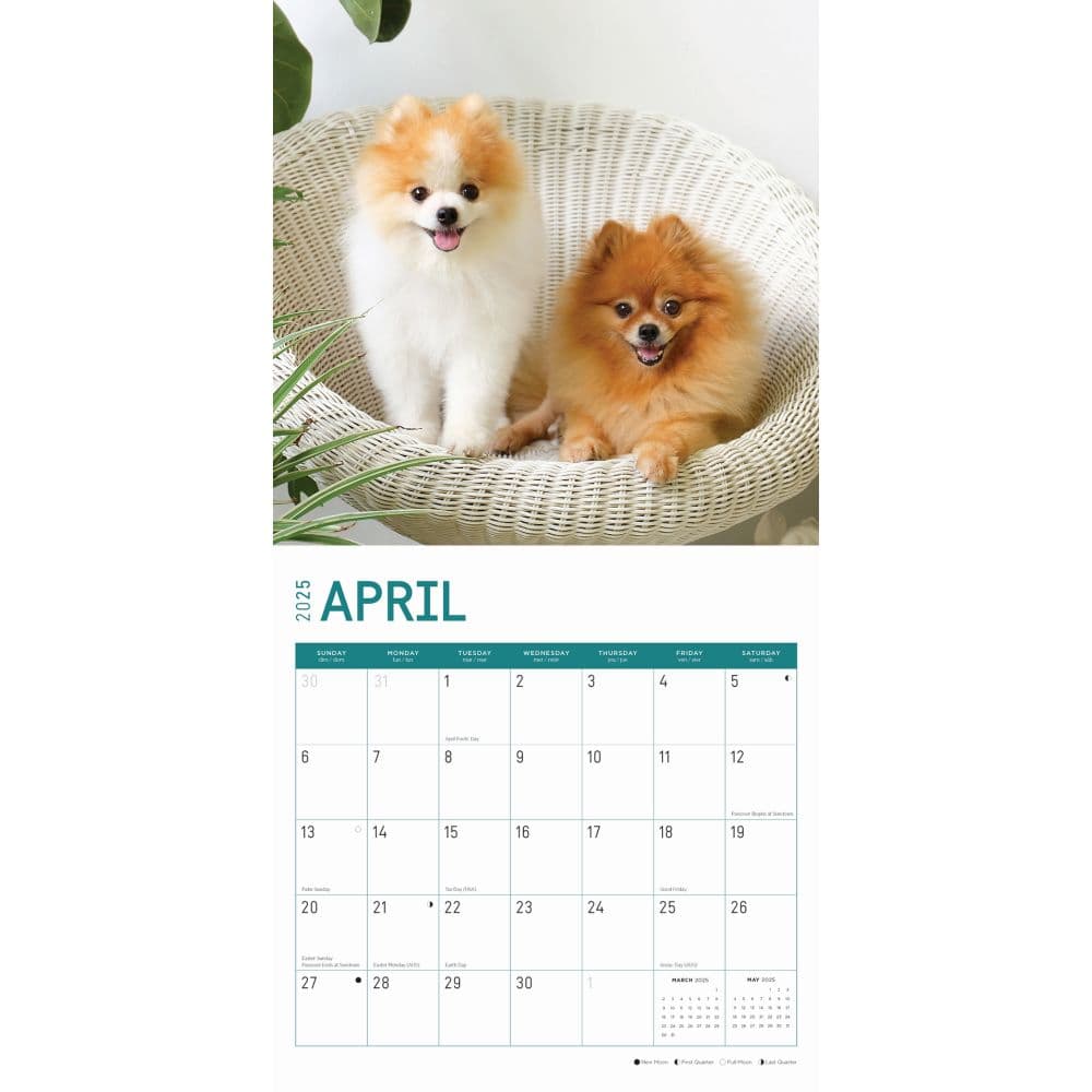 Pomeranian Puppies 2025 Wall Calendar
