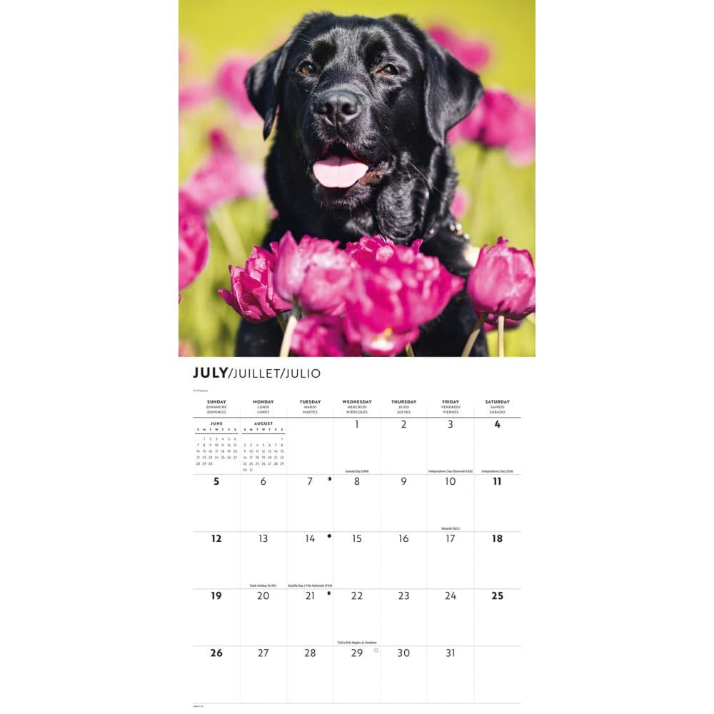 Black Lab Retriever 2026 Wall Calendar Third Alternate Image