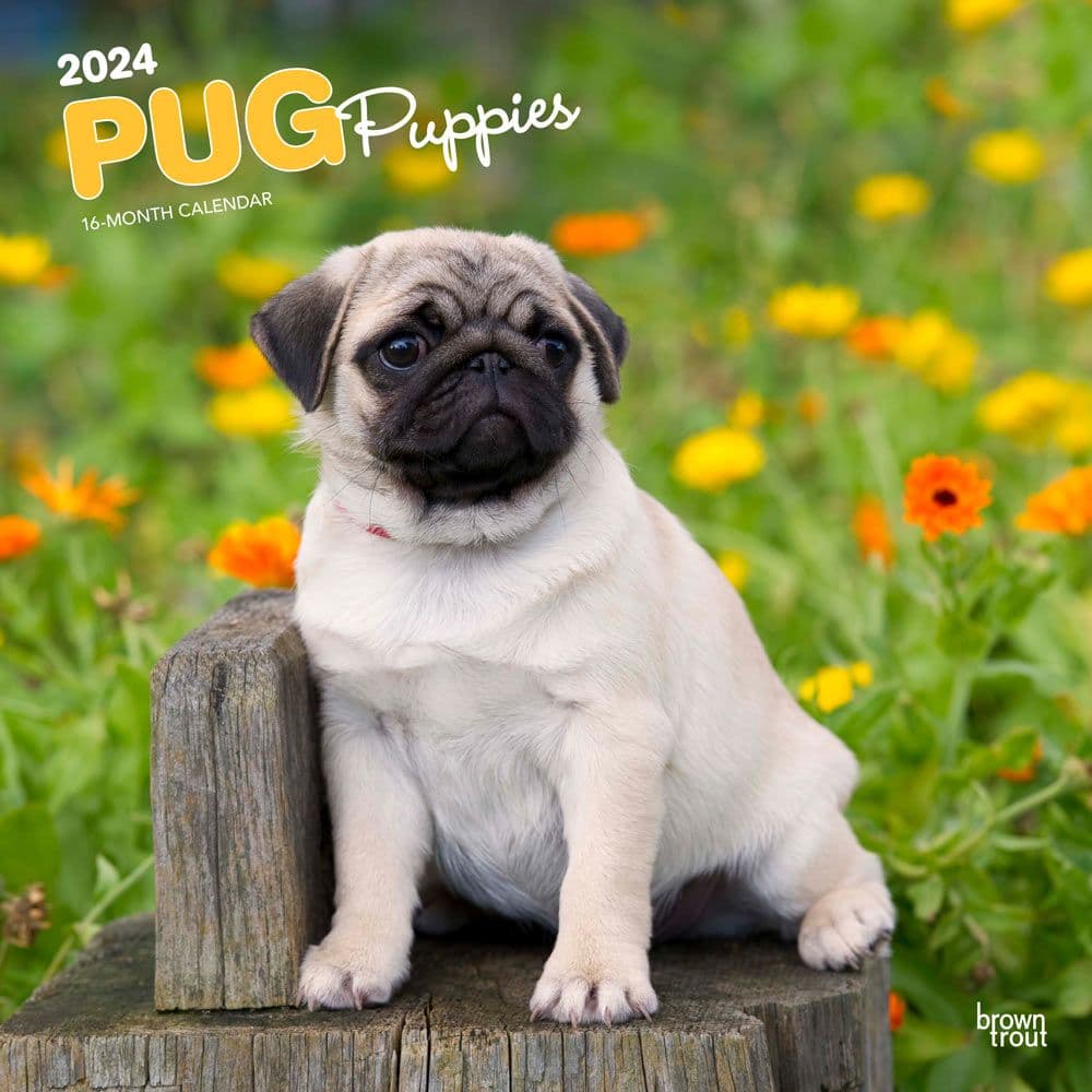Pug Puppies 2024 Wall Calendar Main Product Image width=&quot;1000&quot; height=&quot;1000&quot;