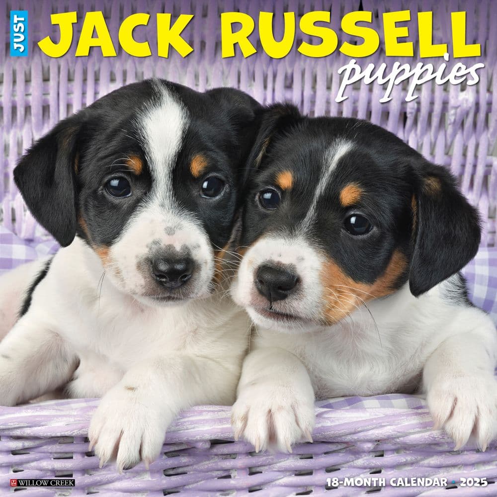 Jack Russell Puppies 2025 Wall Calendar