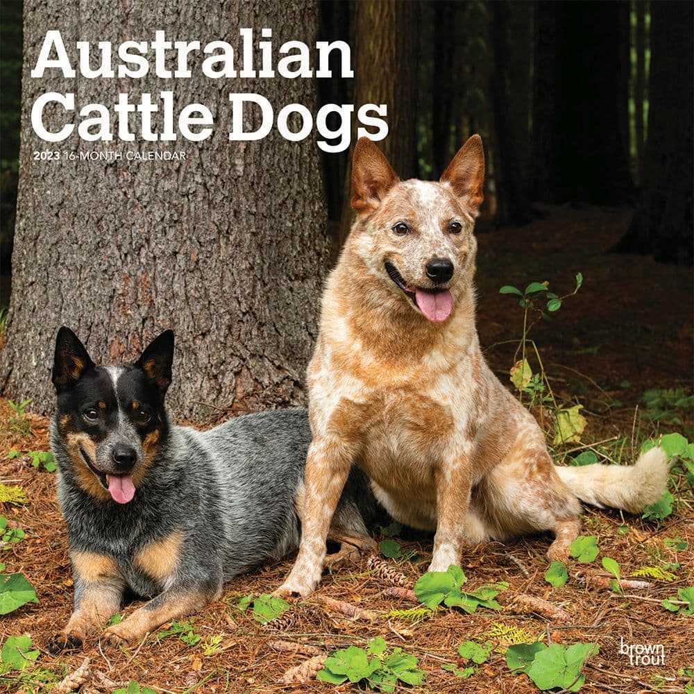 BrownTrout Australian Cattle Dogs 2023 Square Wall Calendar