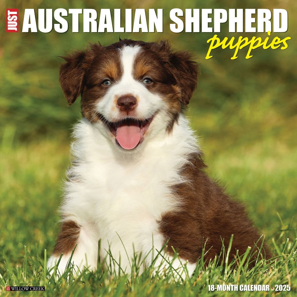 Australian Shepherd Puppies 2025 Wall Calendar