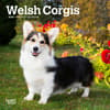 image Welsh Corgi 2025 Mini Wall Calendar Main Image