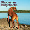 image Rhodesian Ridgebacks 2025 Wall Calendar Main Product Image width=&quot;1000&quot; height=&quot;1000&quot;