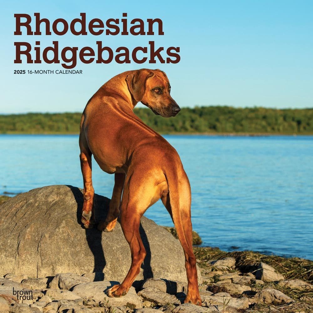 Rhodesian Ridgebacks 2025 Wall Calendar Main Product Image width=&quot;1000&quot; height=&quot;1000&quot;