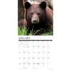 image Black Bears 2025 Wall Calendar