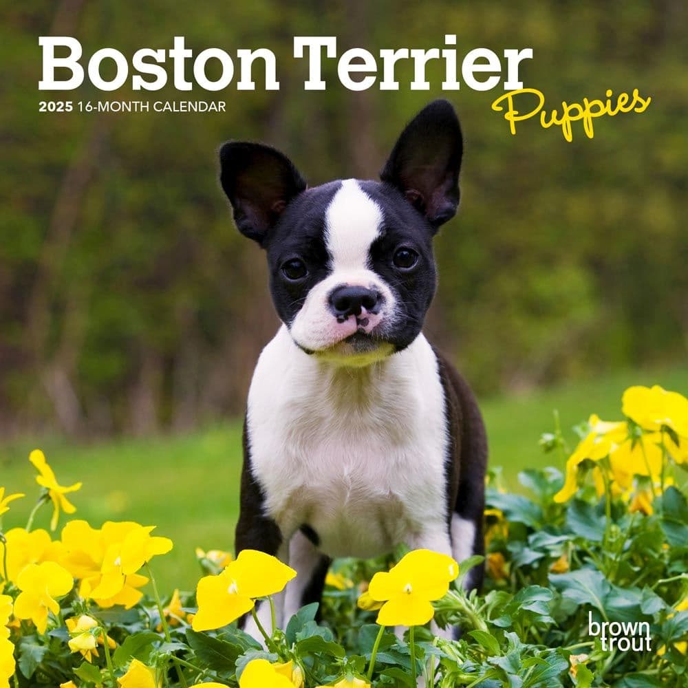 Boston Terrier Puppies 2025 Mini Wall Calendar