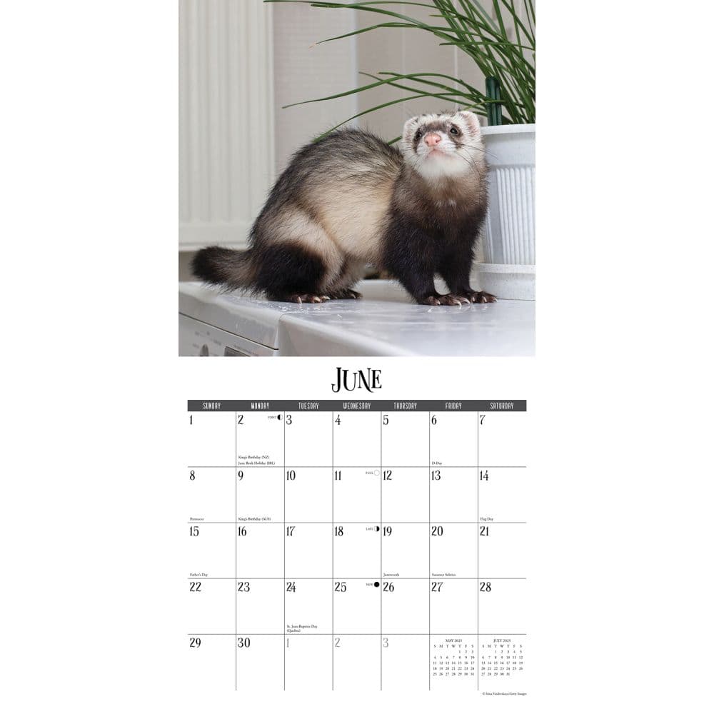 Ferrets 2025 Wall Calendar