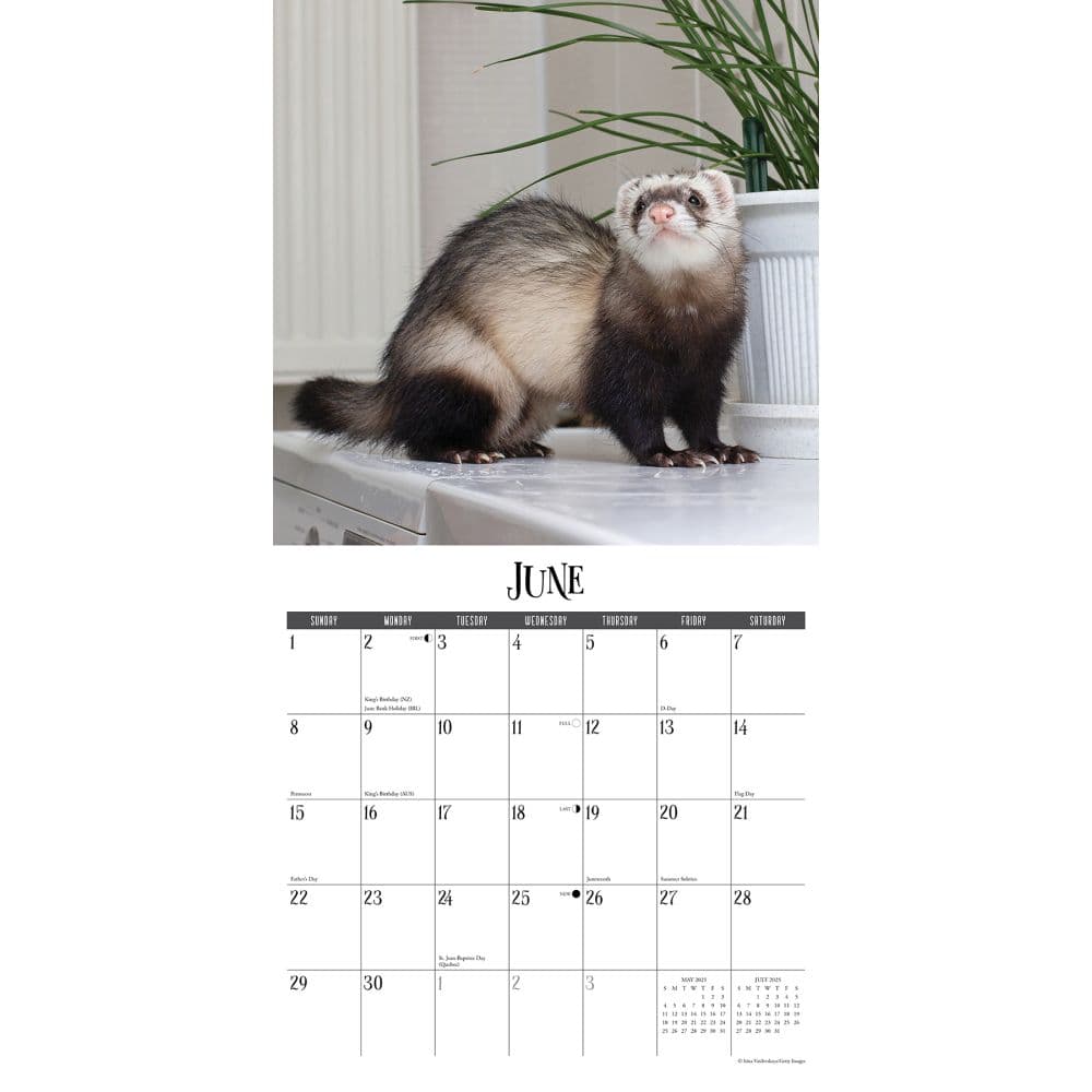 Ferrets 2025 Wall Calendar Second Alternate Image width="1000" height="1000"