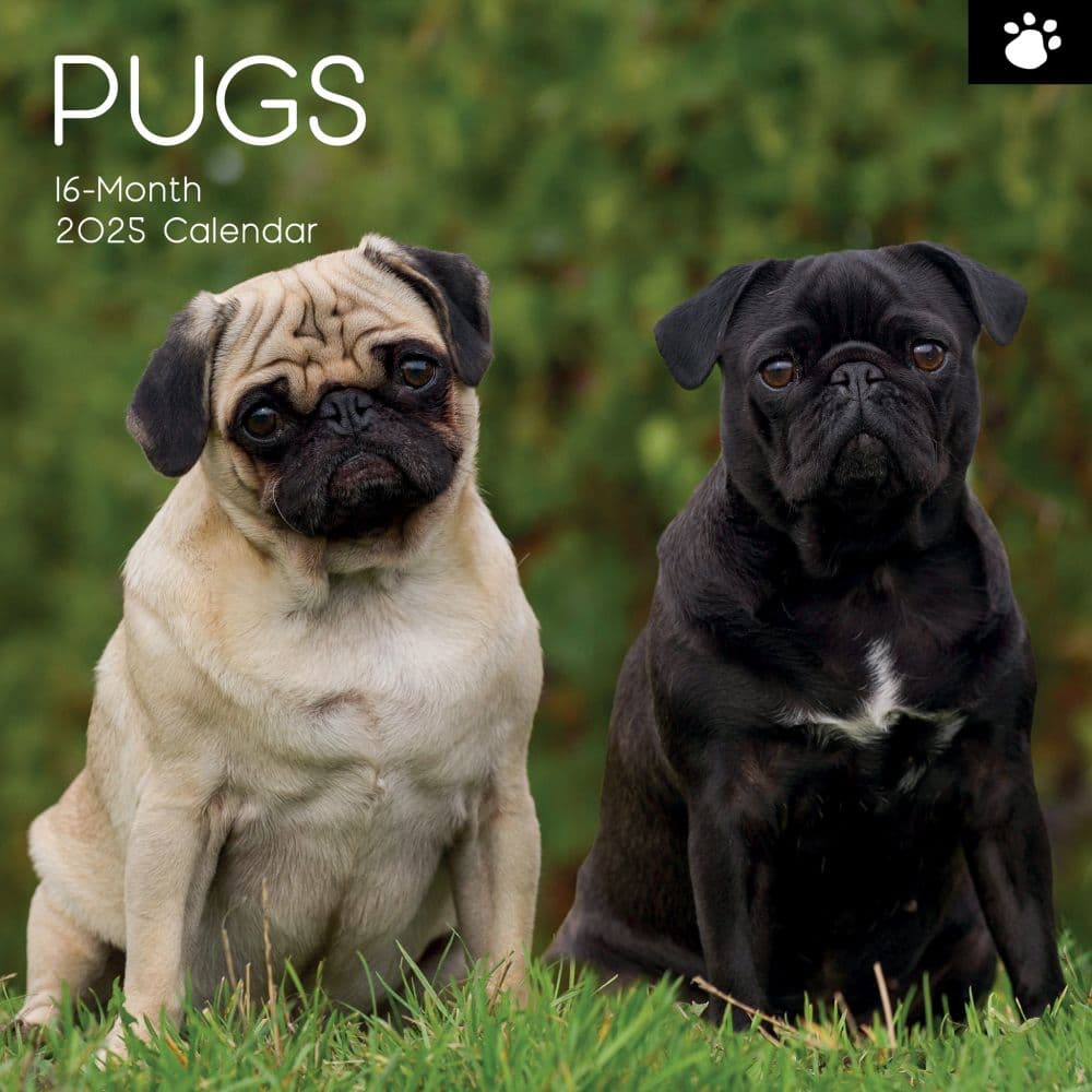 Pugs 2025 Wall Calendar