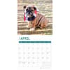 image Bulldog Puppies 2025 Wall Calendar Second Alternate Image