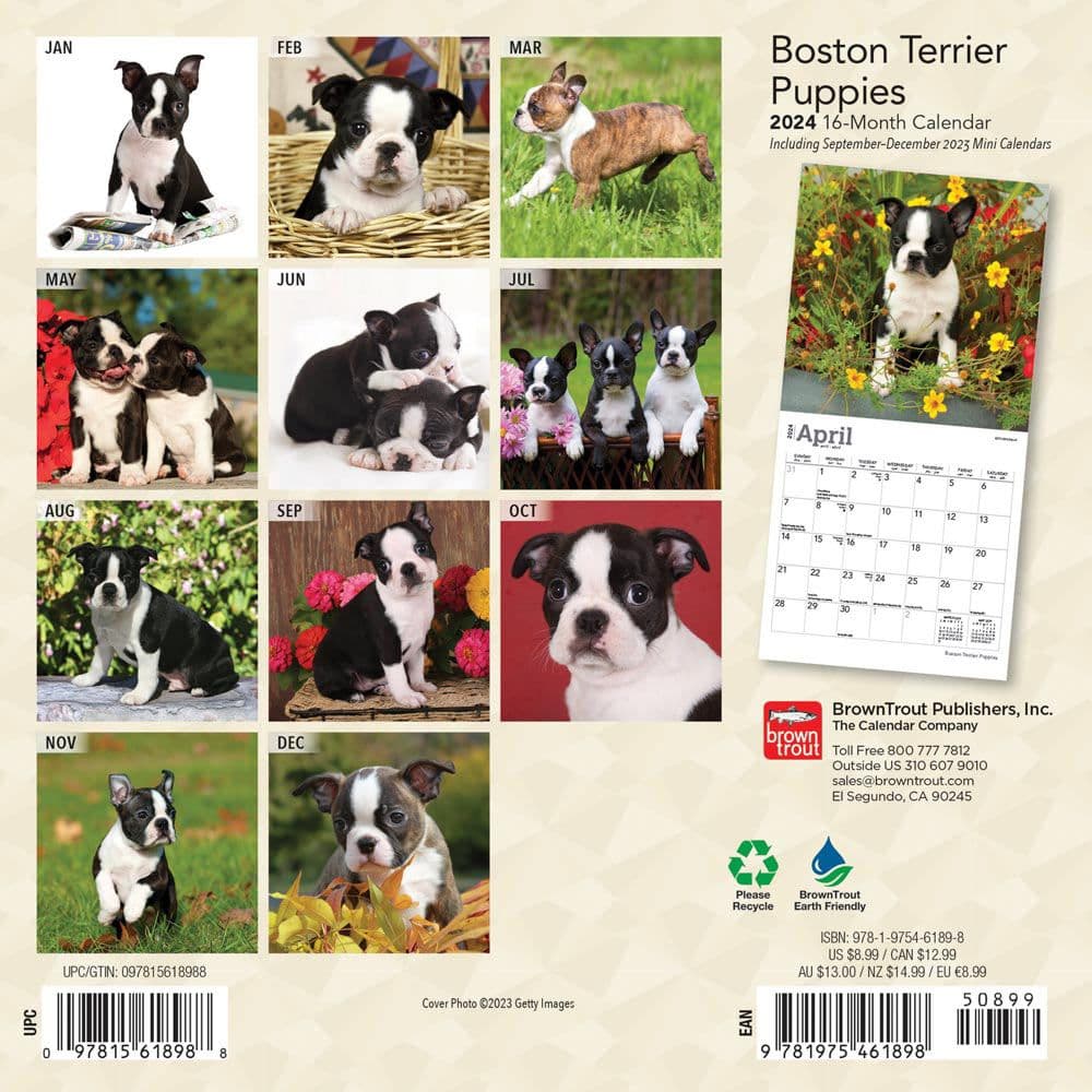 Boston Terrier Puppies 2024 Mini Wall Calendar Alternate Image 1