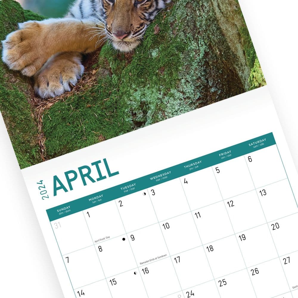 Baby Big Cats 2024 Wall Calendar Second Alternate Image width=&quot;1000&quot; height=&quot;1000&quot;