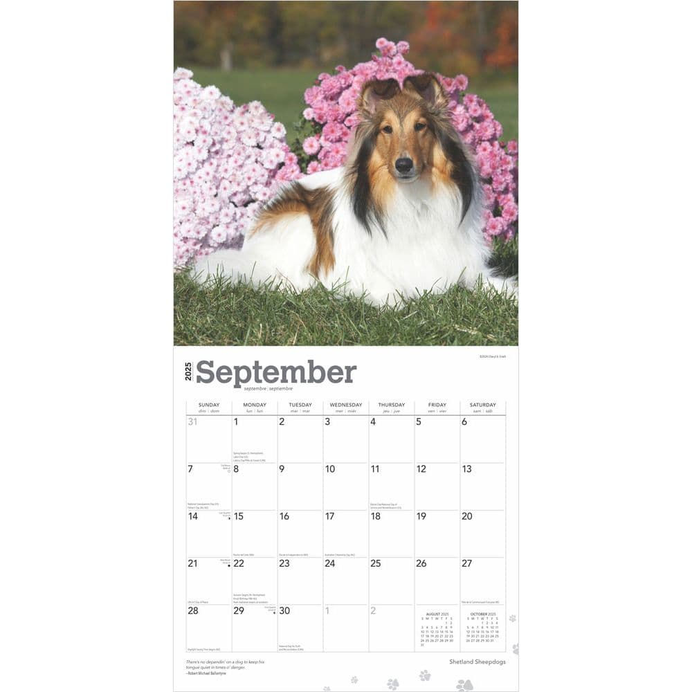 2025 Shedland Sheepdog Calendar