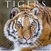 image Tigers 2025 Wall Calendar Main Product Image width=&quot;1000&quot; height=&quot;1000&quot;