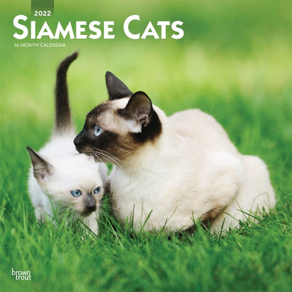 Siamese Cats 2022 Wall Calendar