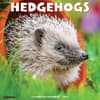 image Hedgehogs 2025 Wall Calendar  Main Image