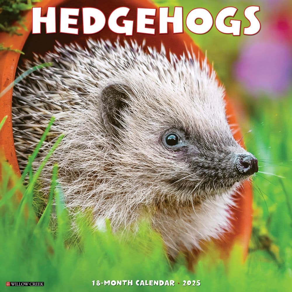 Hedgehogs 2025 Wall Calendar  Main Image