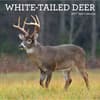 image White Tailed Deer 2027 Wall Calendar Main Product Image