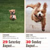 image Dogs 365 2026 Desk Calendar Fourth Alternate Image