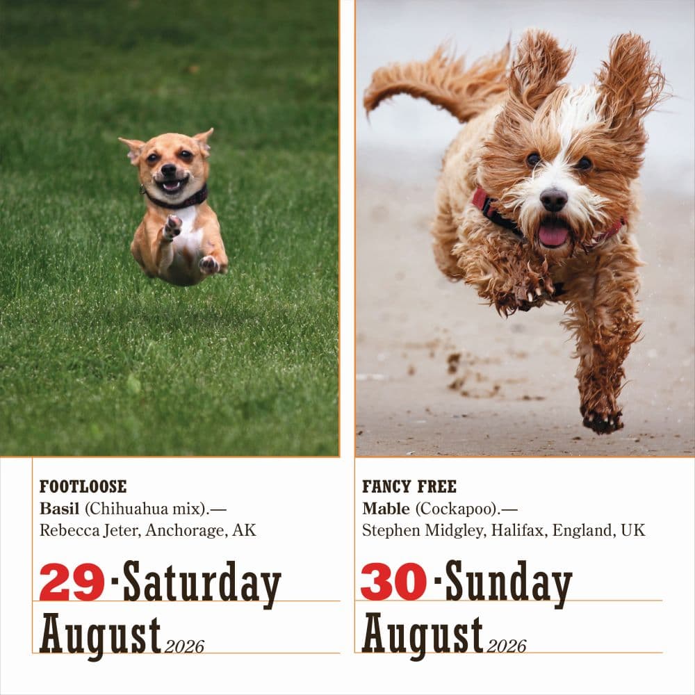 Dogs 365 2026 Desk Calendar Fourth Alternate Image