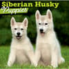 image Siberian Husky Puppies 2027 Wall Calendar Main Images
