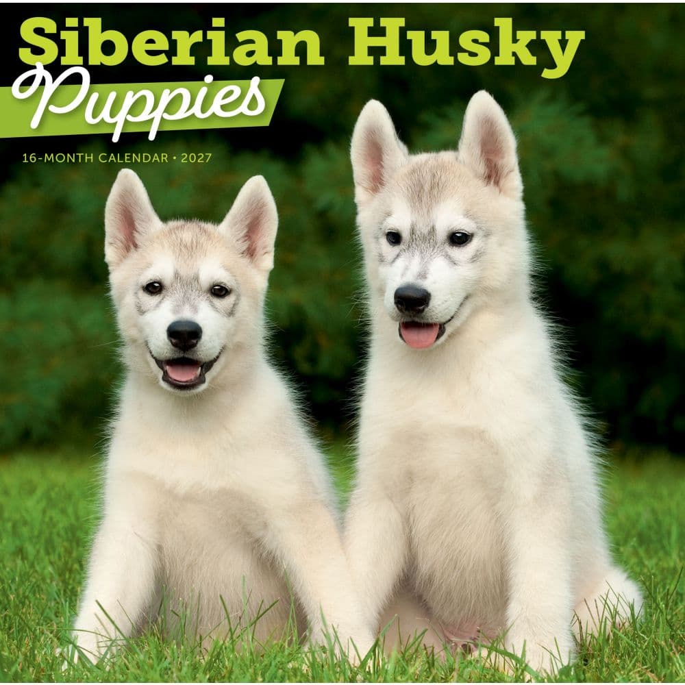 image Siberian Husky Puppies 2027 Wall Calendar Main Images