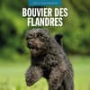 image Bouvier des Flandres 2025 Wall Calendar Main Image