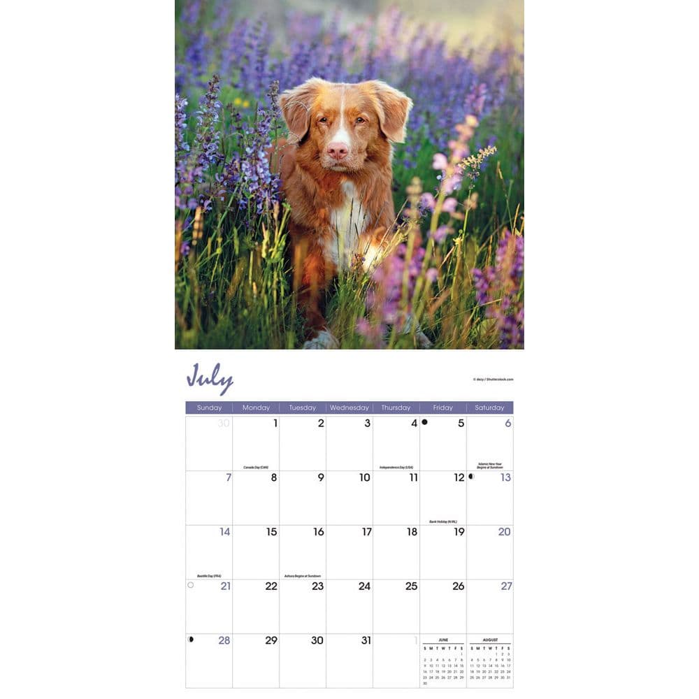 Nova Scotia Duck Tolling Retriever 2024 Wall Calendar