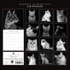 image Cat Portraits 2026 Wall Calendar First Alternate Image