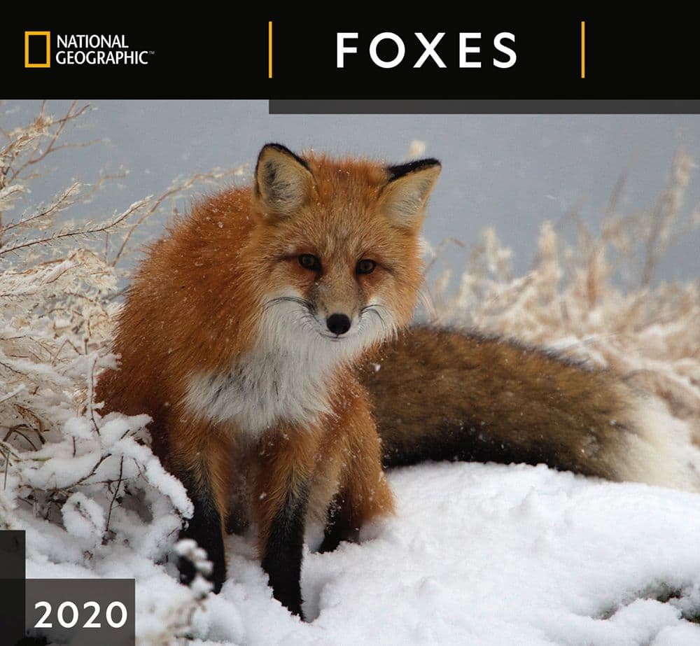 Foxes National Geographic Wall Calendar