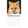 image Foxes 2025 Wall Calendar Second Alternate Image width=&quot;1000&quot; height=&quot;1000&quot;