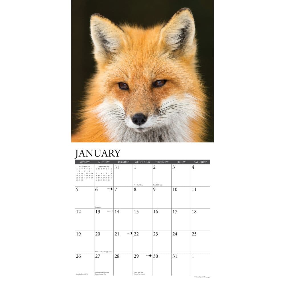 Foxes 2025 Wall Calendar Second Alternate Image width=&quot;1000&quot; height=&quot;1000&quot;