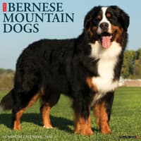image Just Bernese Mountain Dogs 2026 Wall Calendar Main Image