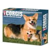 image Just Corgis 2026 Desk Calendar Main Product Image