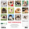 image Just Pekingese 2025 Wall Calendar First Alternate Image width=&quot;1000&quot; height=&quot;1000&quot;