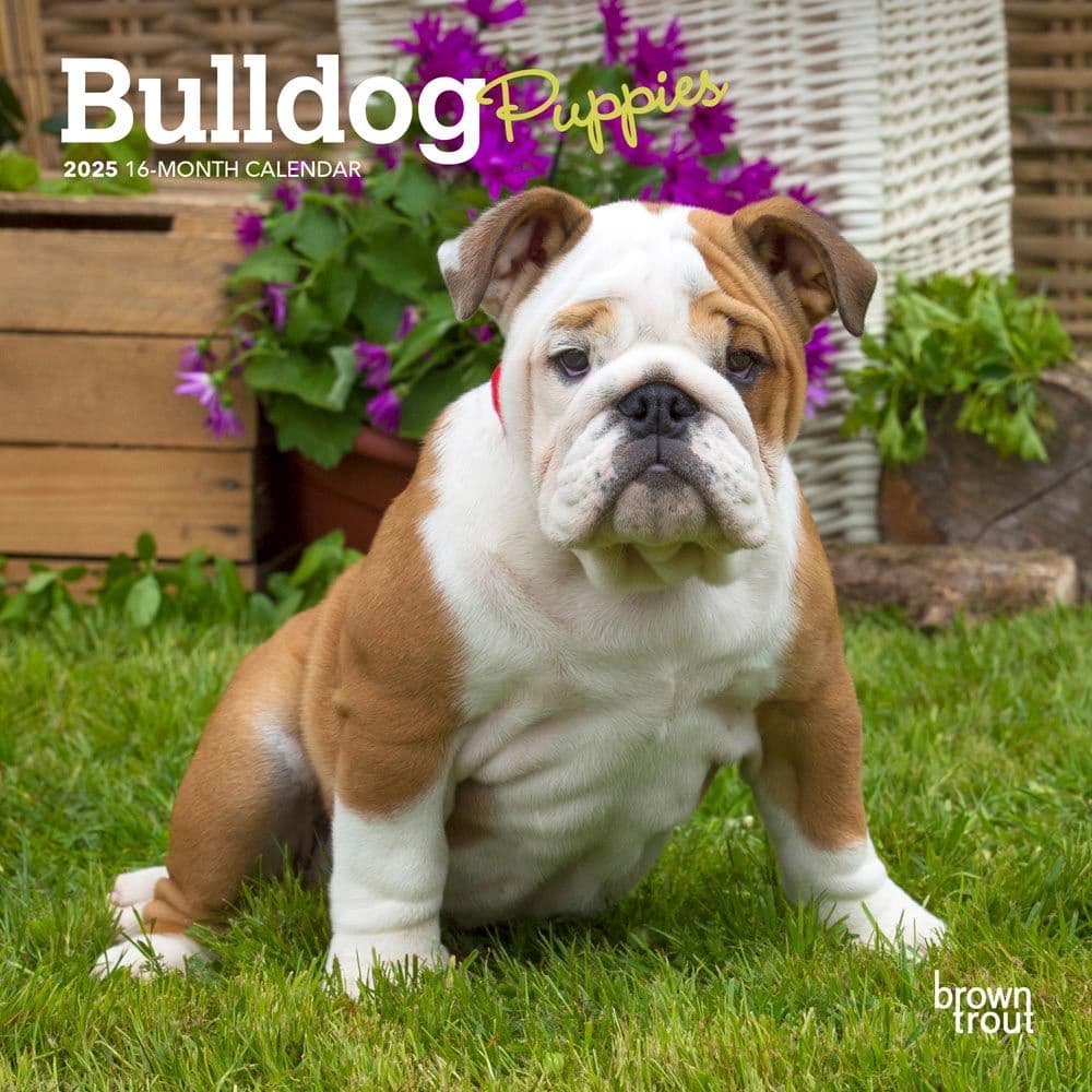 Bulldog Puppies 2025 Mini Wall Calendar - Calendars.com