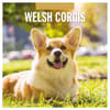 image Welsh Corgis 2025 Wall Calendar Main Product Image