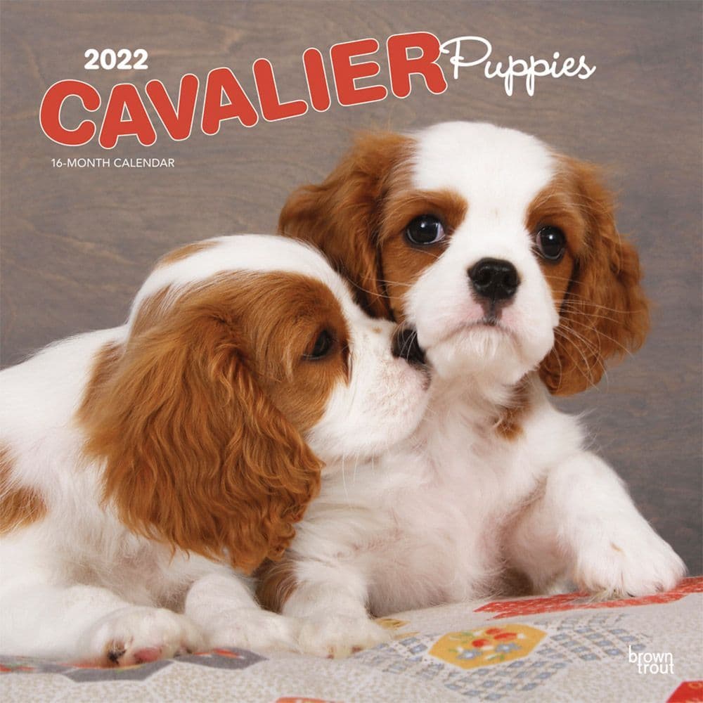 Cavalier King Charles Spaniel Puppies 2022 Wall Calendar