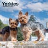 image Yorkshire Terriers 2024 Wall Calendar Main Product Image width=&quot;1000&quot; height=&quot;1000&quot;