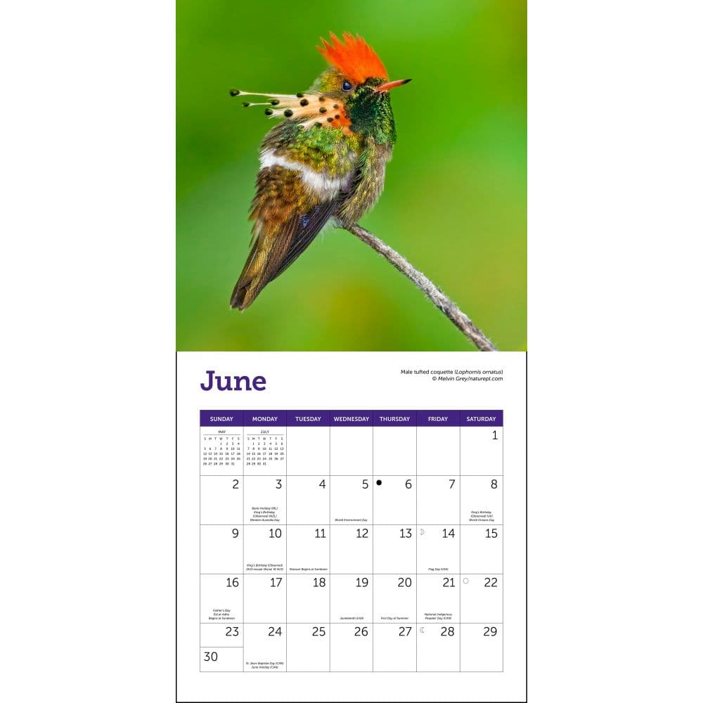 Hummingbirds 2024 Mini Wall Calendar alternate 2