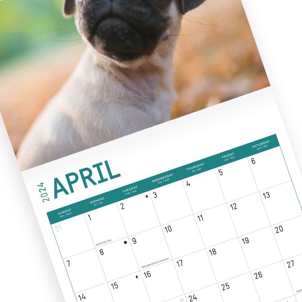 Pug Puppies 2024 Wall Calendar