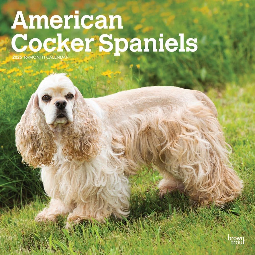 American Cocker Spaniels 2025 Wall Calendar Main Image