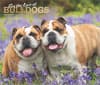 image Bulldogs Deluxe 2025 Wall Calendar