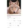 image Wolves Bilingual French and English 2025 Wall Calendar Third Alternate Image