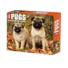 image Just Pugs 2026 Desk Calendar  Main Image