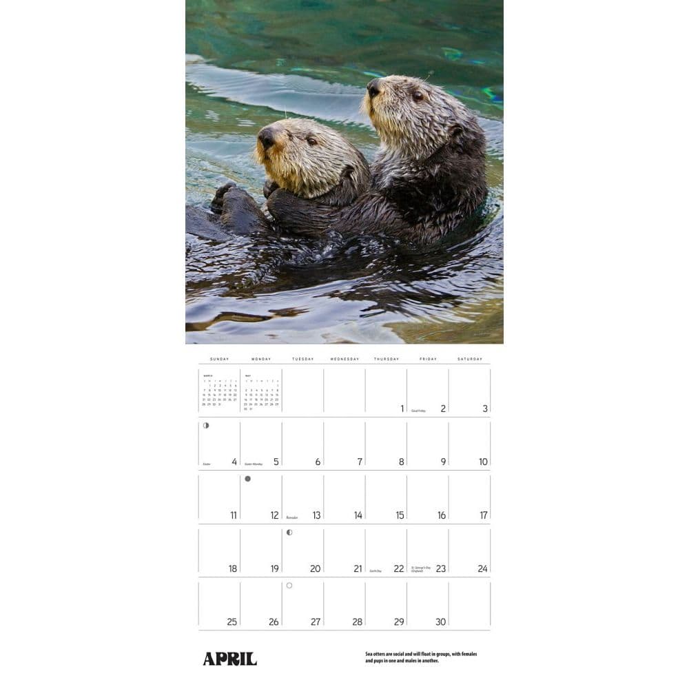 Sea Otters Wall Calendar