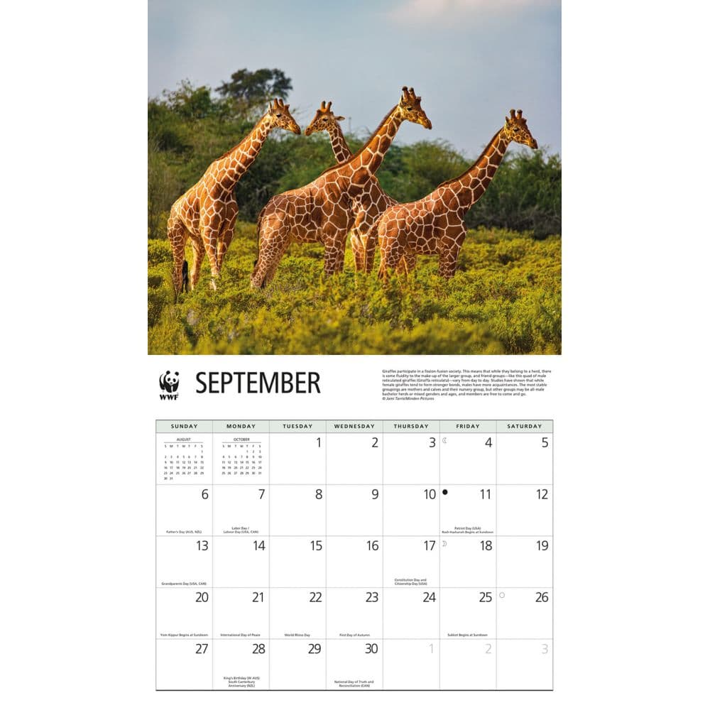 Giraffes WWF 2026 Wall Calendar Fourth Alternate Image