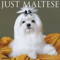 image Just Maltese 2026 Wall Calendar Main Image